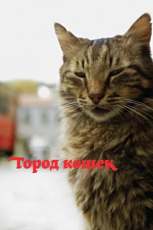 Город кошек 